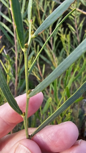 Acacia cupularis, photograph 4