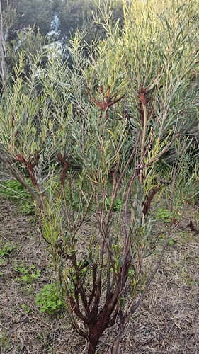 Acacia cupularis, photograph 6