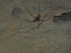 Dolichopoda azami ligustica