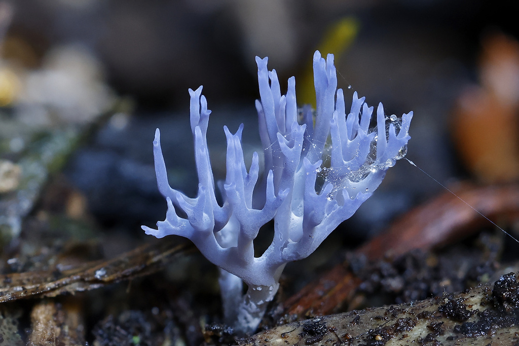 Ramariopsis pulchella · July 2025 · photo: © mstirling (iNaturalist, cc-by)