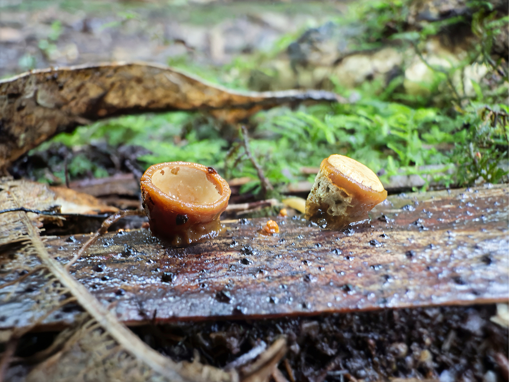 Crucibulum simile · July 2025 · photo: © jeremy_rolfe (iNaturalist, cc-by)