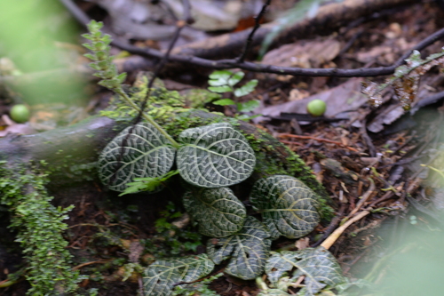 Fittonia