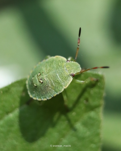 Green Shield Bug