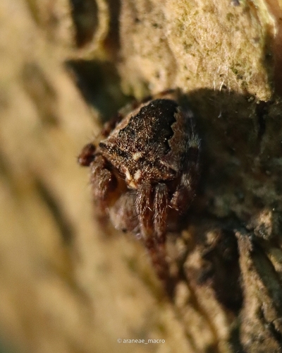Angular Orbweaver Spider