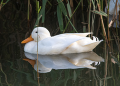 Anas platyrhynchos domesticus