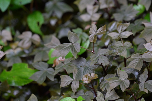 Oxalis ortgiesii
