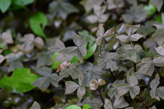 Oxalis ortgiesii