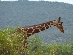 Giraffa camelopardalis reticulata