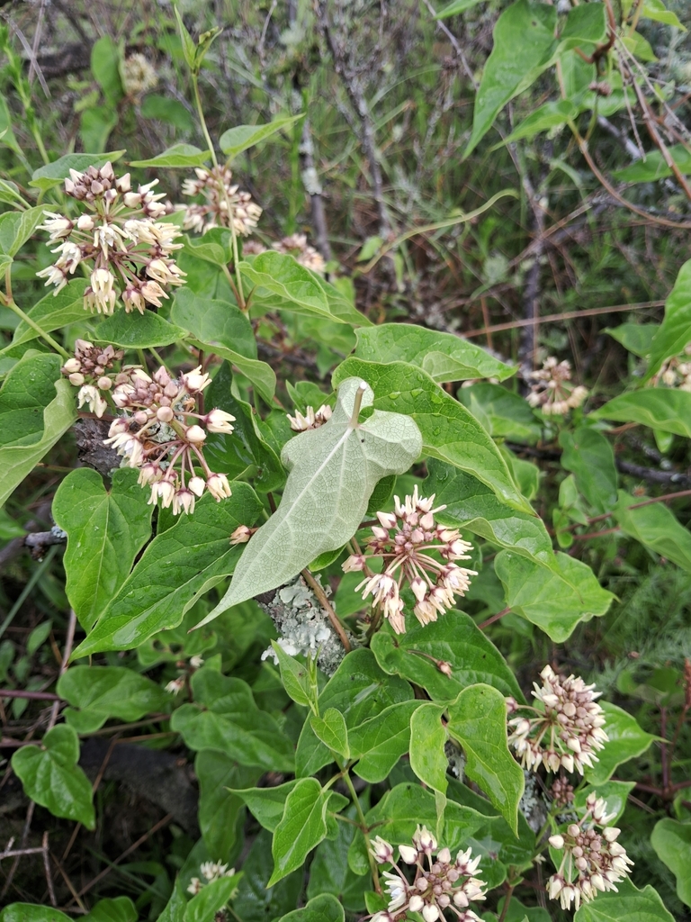 Cynanchum auriculatum (Cynanchum auriculatum)