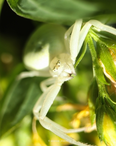 Goldenrod Crab Spider