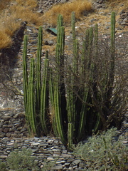 Isolatocereus dumortieri