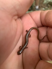 Eurycea multiplicata