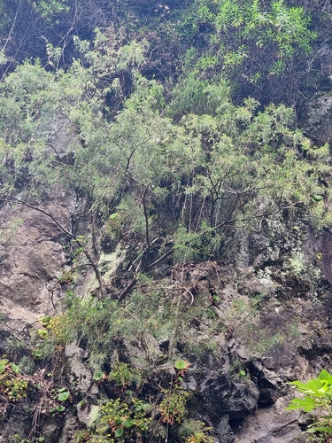 Madeira broom (Genista tenera)
