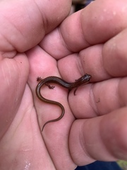 Eurycea multiplicata