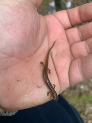 Eurycea multiplicata