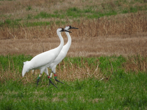 Whooping Crane photographed in Illinois