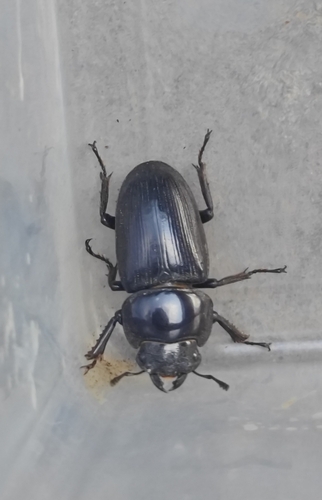 Hope's Stag Beetle