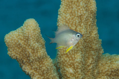 Amblyglyphidodon orbicularis