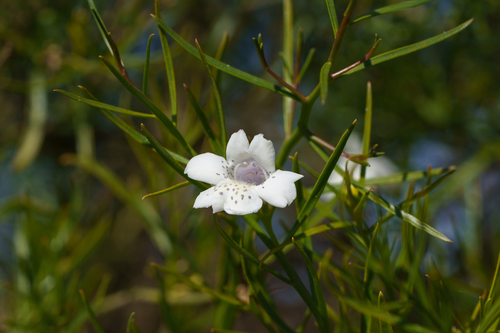 Eremophila polyclada