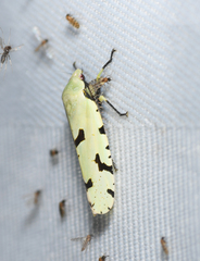 Angucephala freytagi