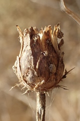 Centaurea diluta
