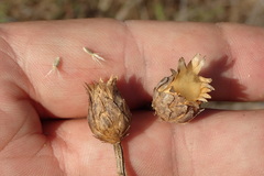 Centaurea diluta