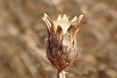 Centaurea diluta