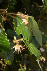 Rubus tricolor