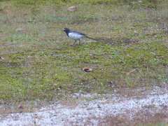 Motacilla grandis