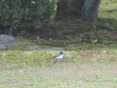 Motacilla grandis