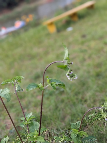 billygoat weed