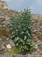 Nicotiana glauca