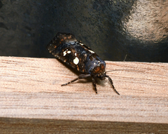 Calymniodes