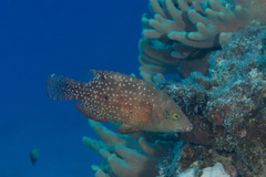 Cheilinus chlorourus