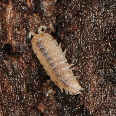 Haplophthalmus danicus