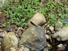 Atrocalopteryx atrata