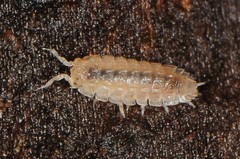 Haplophthalmus danicus