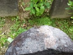 Trilophidia annulata