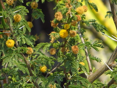 Vachellia