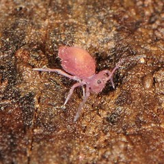 Ptenothrix atra
