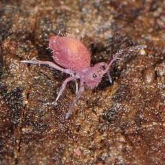 Ptenothrix atra