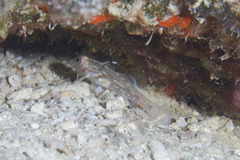 Fusigobius