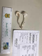 Hygrophorus piceae