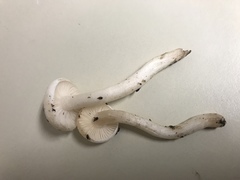 Hygrophorus piceae