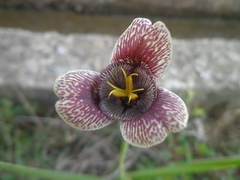 Tigridia vanhouttei