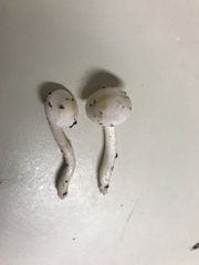 Hygrophorus piceae
