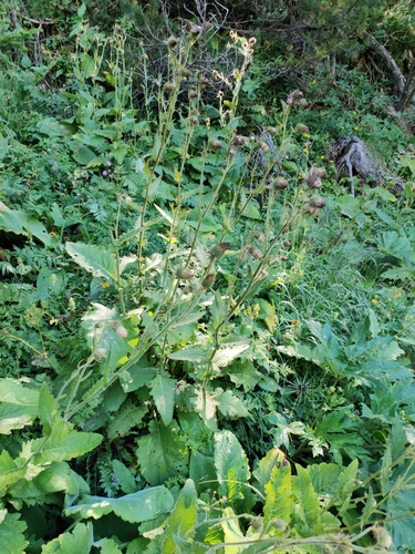 Cirsium carniolicum, photograph 3