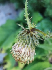 Cirsium carniolicum, photograph (c) Ljaž, some rights reserved (CC BY)