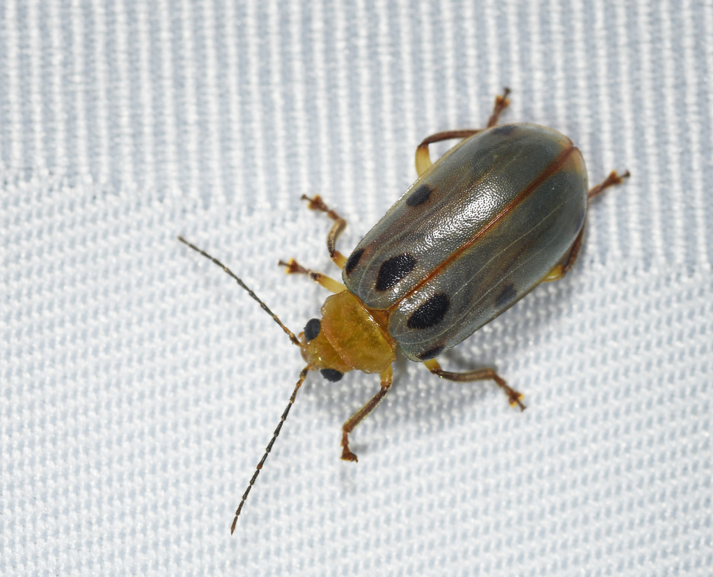 Exora obsoleta