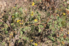 Helianthus annuus